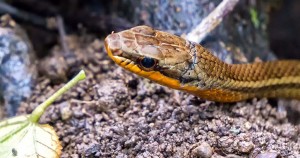 Orange Bellied Racer Snake