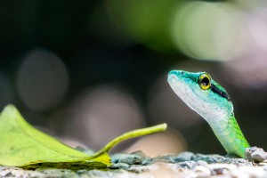 Parrot Snake