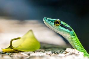 Costa Rica Snakes