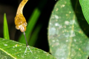 Plain Tree Snake