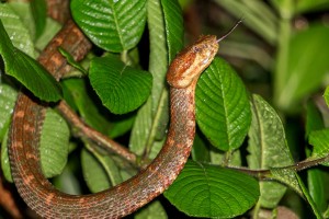 Eyelash Palm Pit Viper