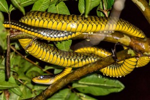 Costa Rica Tree Snake