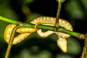 Snake In A Tree