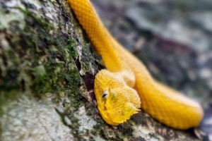 Yellow Eyelash Viper