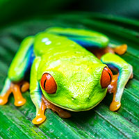 The Search for Costa Rica’s Most Dazzling Frogs