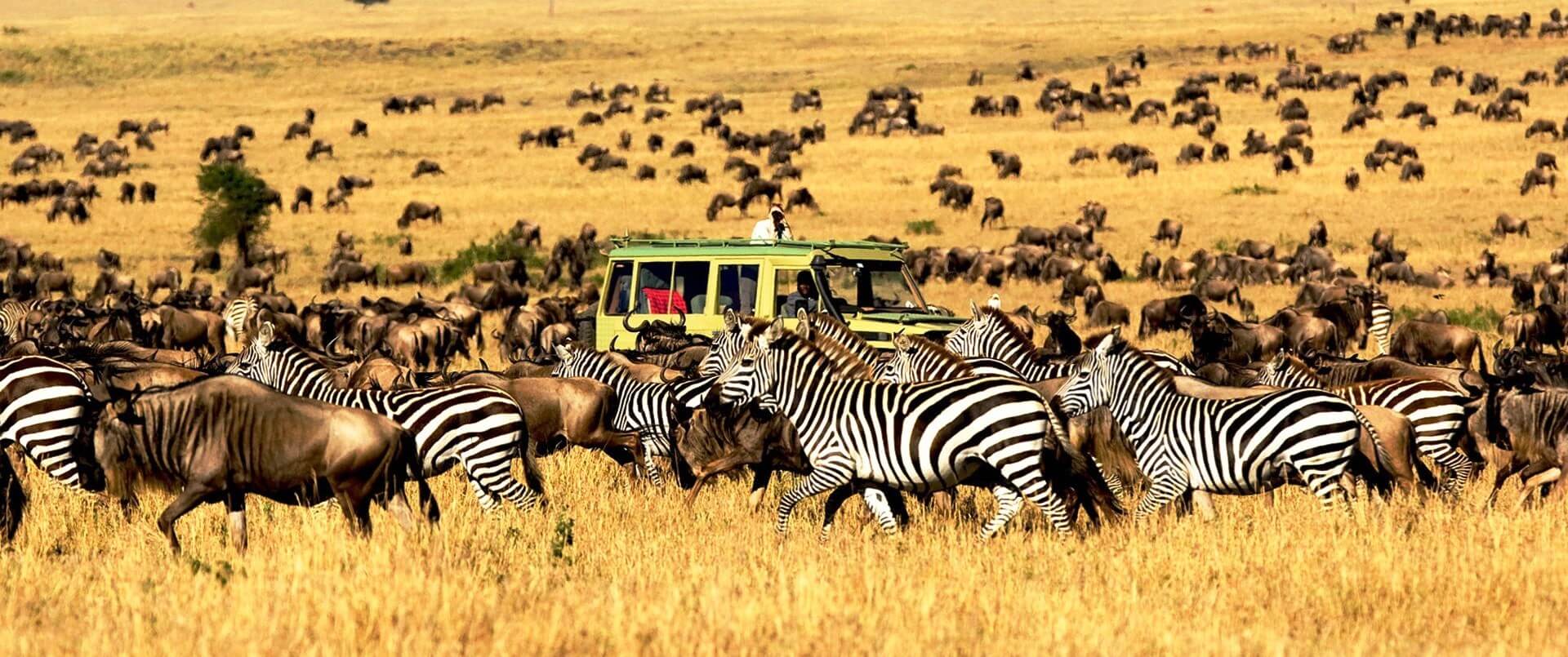 10 Reasons To Go On An African Safari This Year