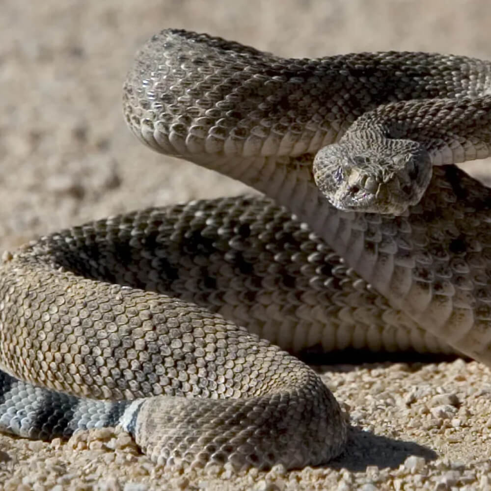 Rattlesnakes