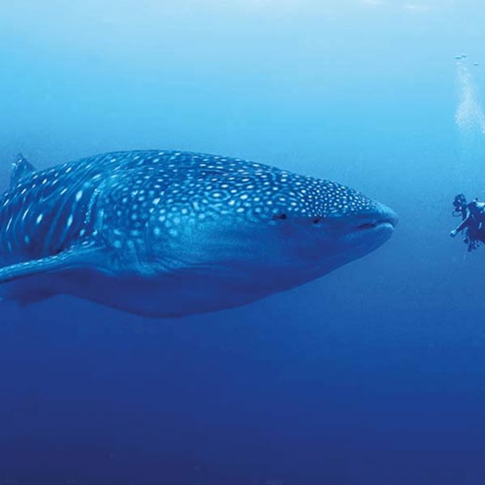 Whale Sharks